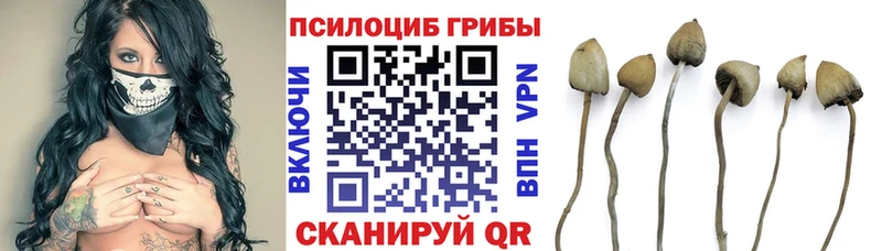 Псилоцибиновые грибы Psilocybe Купить Коломна